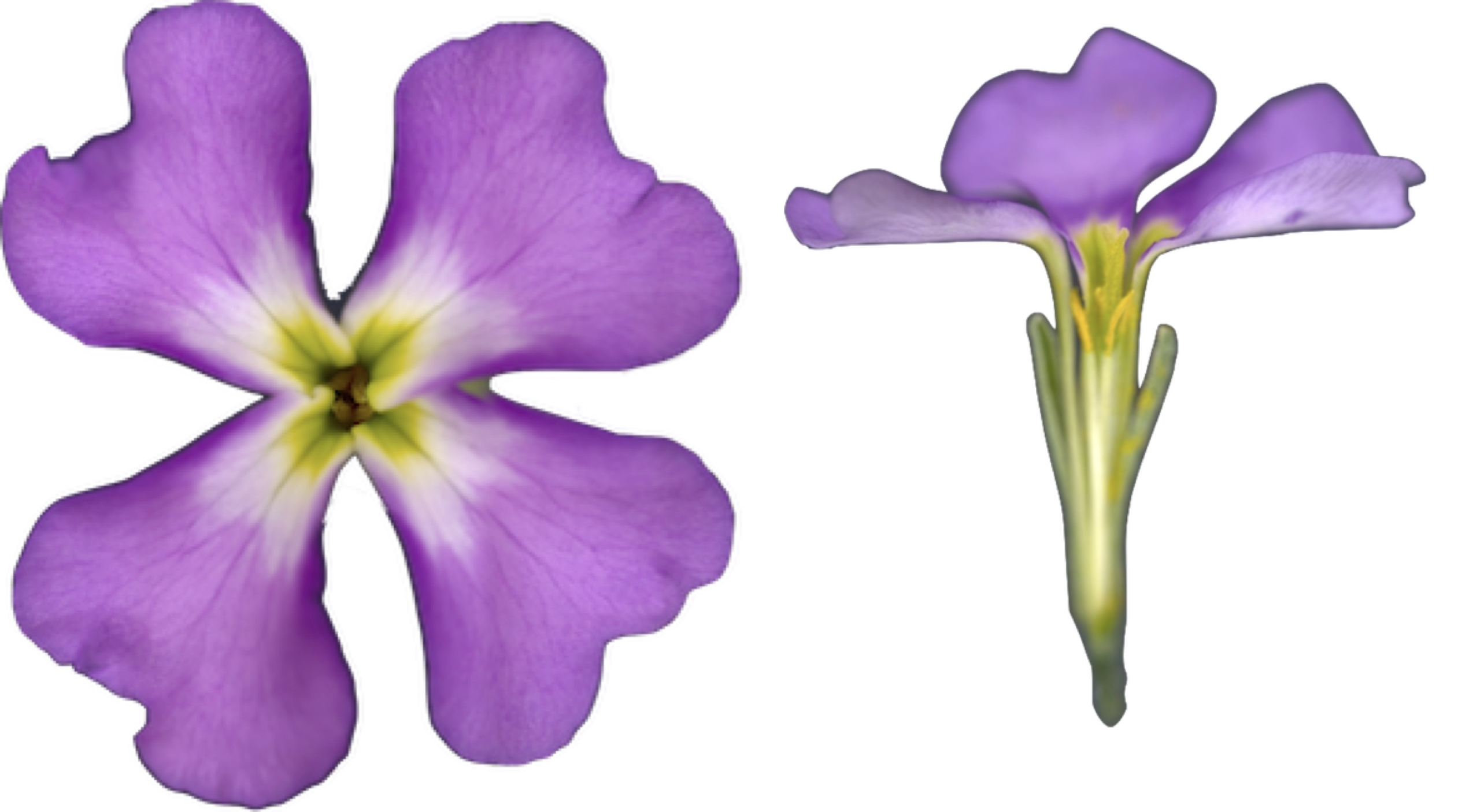 biorxivに論文をアップロードしました！